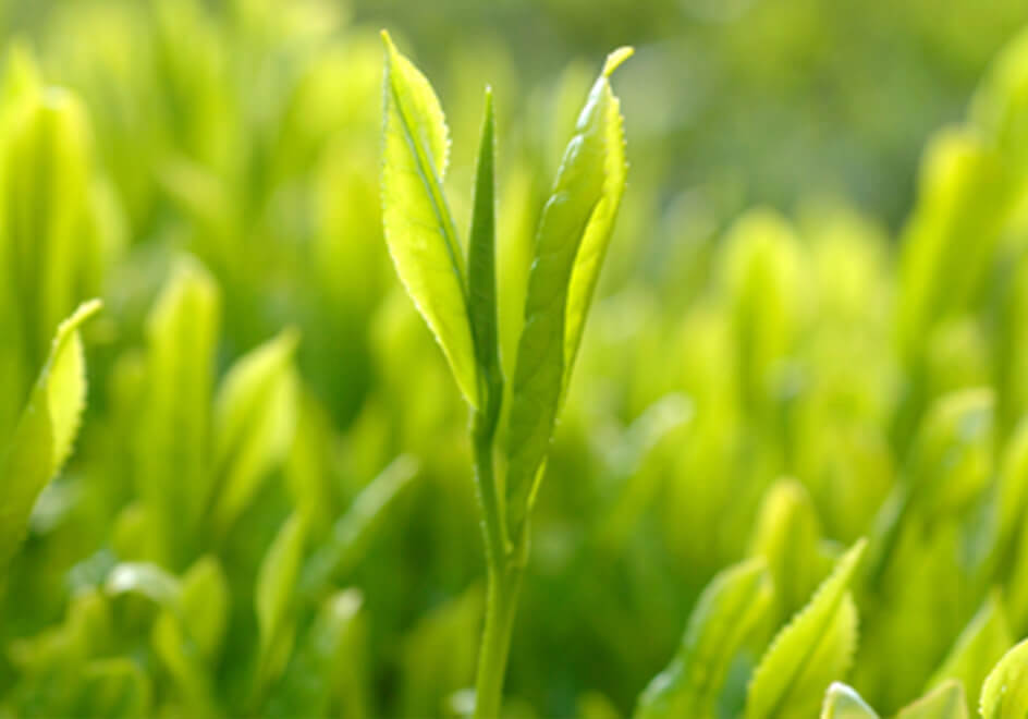 茶