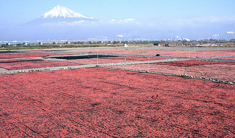 桜えび天日干し